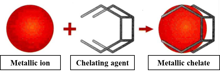 Chelating agents to treat the iron chlorosis - Definition and mechanism of  action - TPP Group
